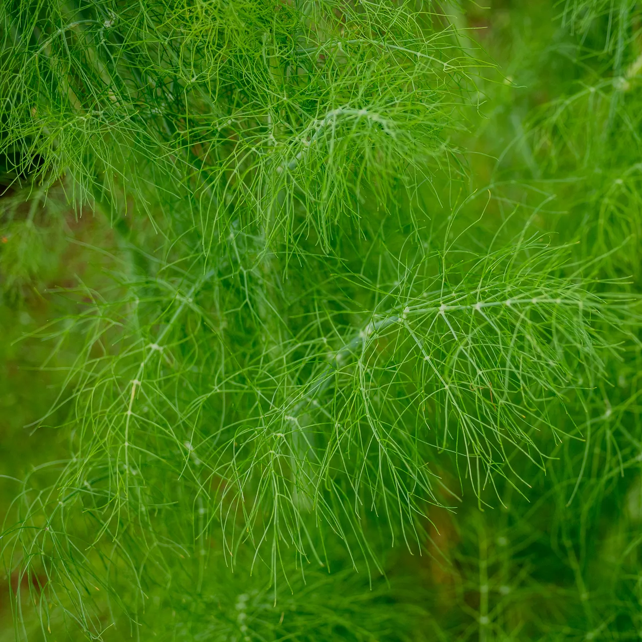 Florence Fennel Seeds (Foeniculum vulgare azoricum)