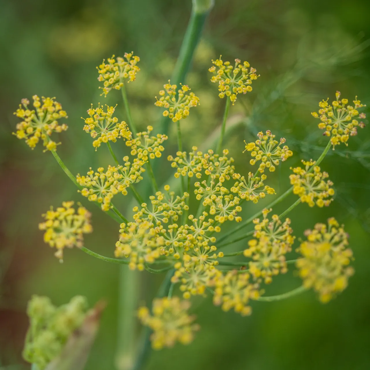 Florence Fennel Seeds (Foeniculum vulgare azoricum)